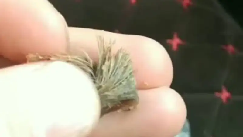 Алматинец нашел шерсть в самсе. Что делать в таких случаях?