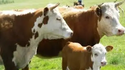 Zakon.kz, фото - Новости Zakon.kz от 01.07.2015 07:36