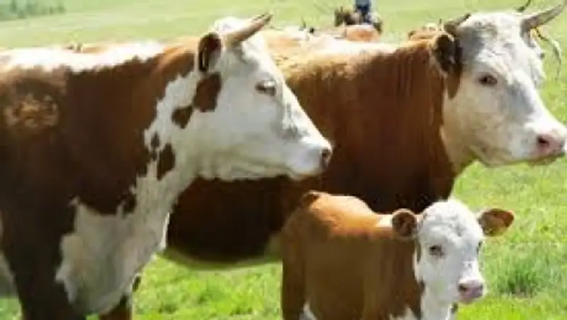 В Костанайской области пройдет международный аукцион по продаже племенных быков и телок