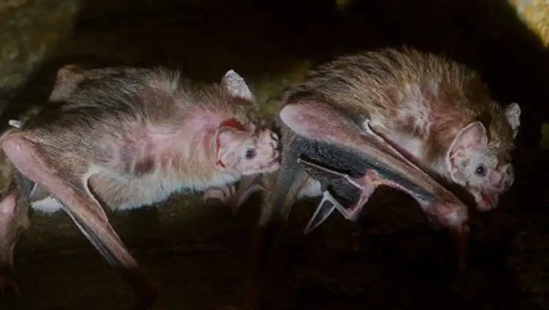 На пожарную часть во Флориде обрушилось нашествие летучих мышей