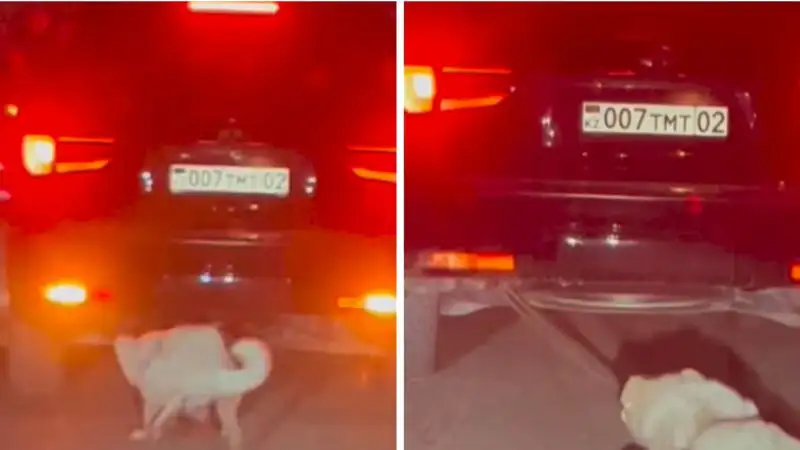 В Алматинской области водитель привязал собаку к машине и заставил бежать за ней