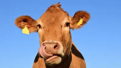 Несуществующих коров на 970 млн бюджетных тенге купили мошенники в Актюбинской области, фото - Новости Zakon.kz от 15.11.2023 09:59