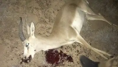 Zakon.kz, фото - Новости Zakon.kz от 11.10.2017 17:44