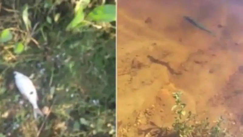 Санитарлық дәрігерлер: Ертісте ауланған балық денсаулықа зиянды емес