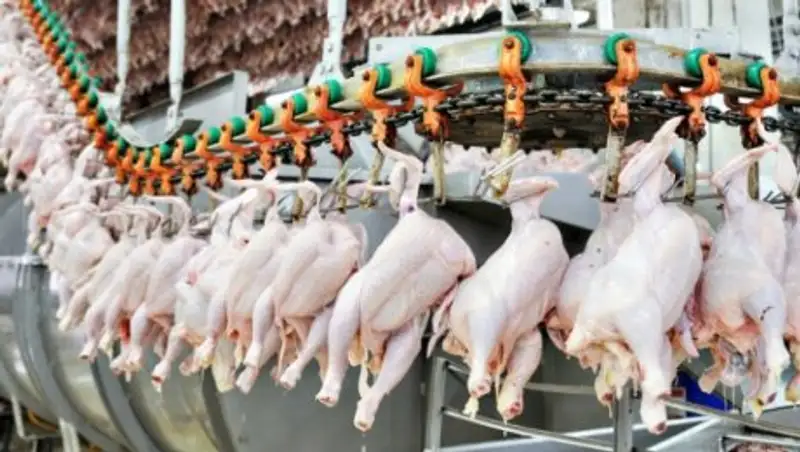 Одна из самых импортозависимых статей в области сельского хозяйства Казахстана – мясо птицы