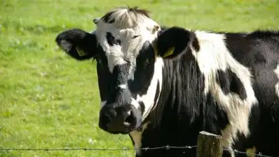 pixabay.com, фото - Новости Zakon.kz от 04.09.2021 16:28