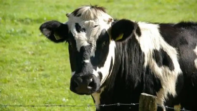 Падежа нет, но скот болеет: в Аксу ответили на фейк в соцсетях