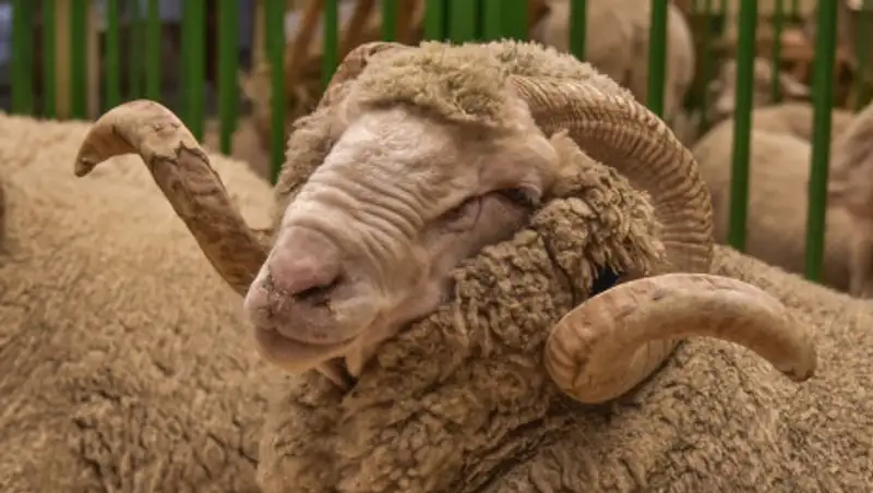 ДУМК: В этом году жертвоприношение на Курбан айт будет проводиться онлайн