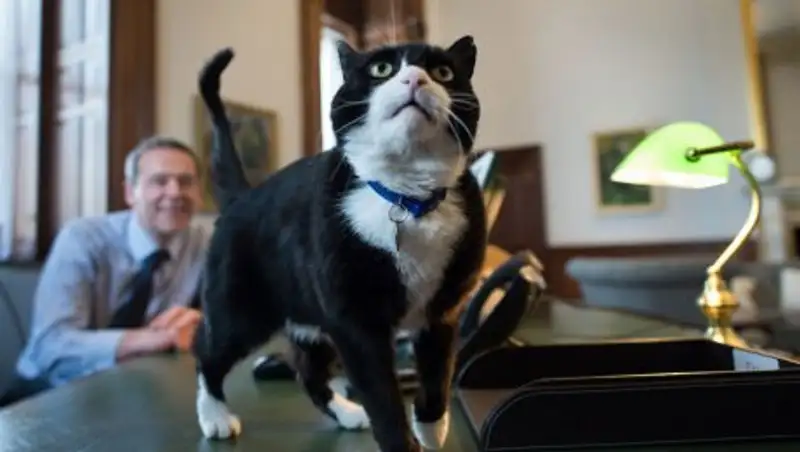 Сотрудникам британского МИД запретили кормить обленившегося кота