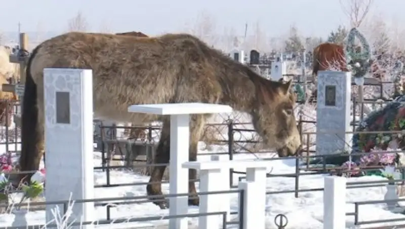 Костанайцы пожаловались на гуляющих по кладбищу лошадей