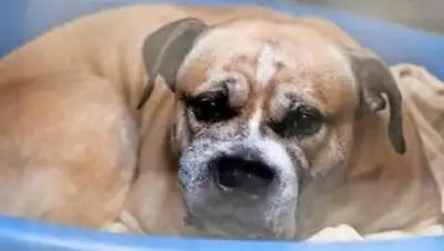 Change.org, фото - Новости Zakon.kz от 10.04.2018 14:29