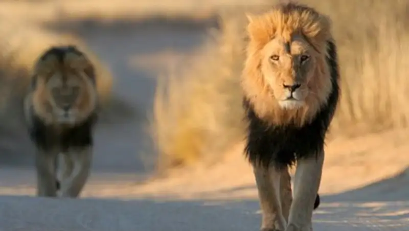 Посетители заповедника в Кении могли научить львов однополому спариванию