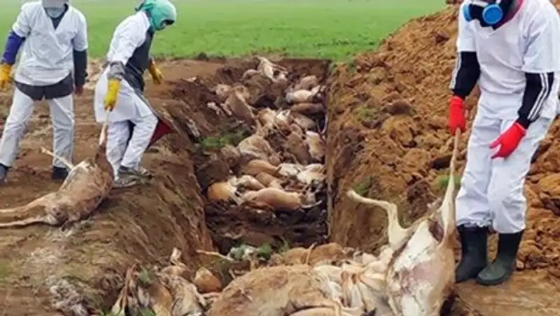 Сайгу убили жара и влажность