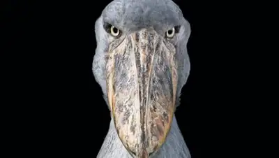 Zakon.kz, фото - Новости Zakon.kz от 11.02.2018 17:19