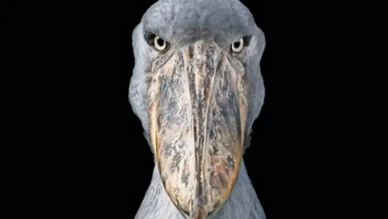 Удивительные портреты редких животных, которых человечество может уничтожить