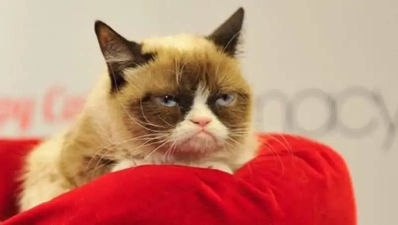 Американка заработала на кошке 100 миллионов