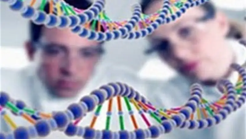 Японский ученый планирует выращивать человеческие органы в теле свиньи