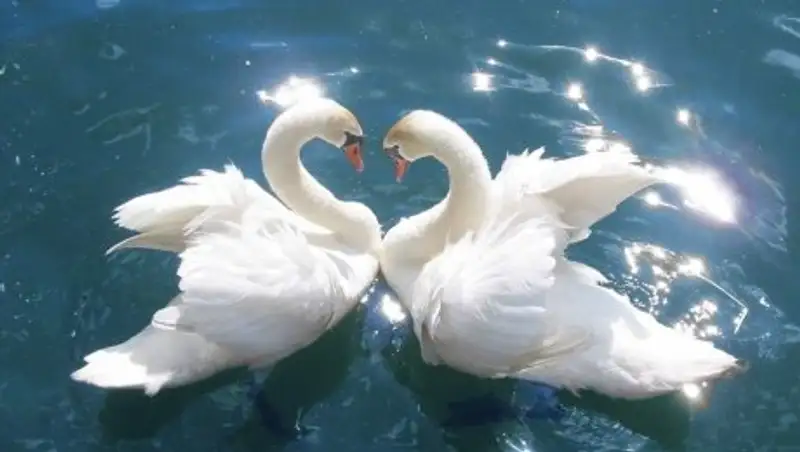 В Русской церкви не поддержали идею запретить разводы в День семьи, любви и верности