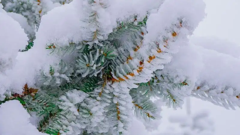 Осадки, гололед и туман — какой будет погода в Казахстане 25 декабря