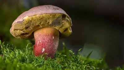 Налог на сбор грибов и диких растений, фото - Новости Zakon.kz от 20.04.2023 15:56