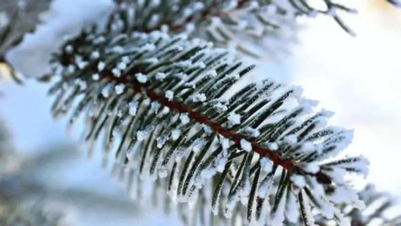 Туман, метель и усиление ветра: прогноз погоды на 23 декабря