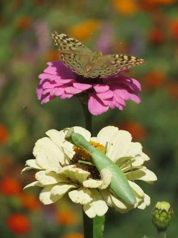 богомол, бабочка , фото - Новости Zakon.kz от 31.03.2023 10:32