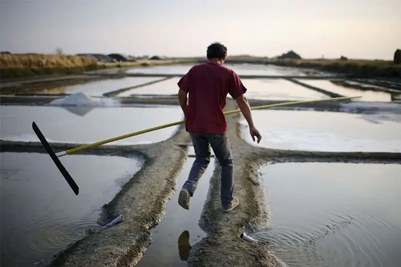 Урожай 2013, фото - Новости Zakon.kz от 07.11.2013 19:46