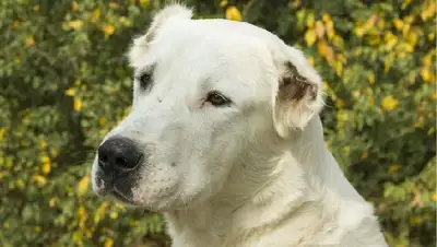 собака, фото - Новости Zakon.kz от 17.09.2022 23:05