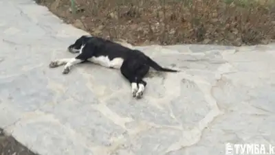 Zakon.kz, фото - Новости Zakon.kz от 02.03.2016 15:11