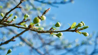 apostrophe, фото - Новости Zakon.kz от 19.03.2020 06:10