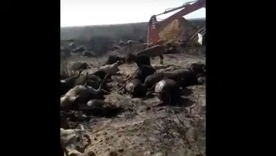 Zakon.kz, фото - Новости Zakon.kz от 10.07.2017 22:51