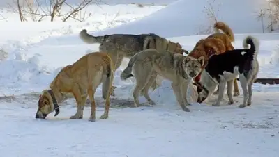 Zakon.kz, фото - Новости Zakon.kz от 23.02.2016 19:23