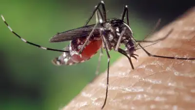 Аким Павлодарской области пообещал выпить всю кровь подрядчиков, если они вовремя не потравят комаров , фото - Новости Zakon.kz от 01.03.2023 07:47
