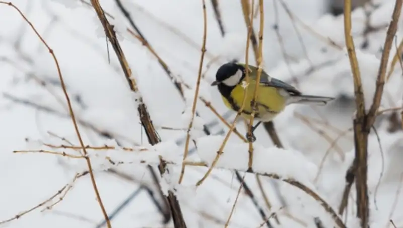 22 декабря на большей части территории Казахстана сохранится неустойчивый характер погоды