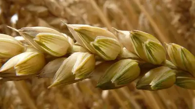 зерновая сделка, фото - Новости Zakon.kz от 18.03.2023 20:34