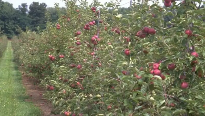 АО «Аграрная кредитная корпорация» профинансировало комплекс по выращиванию плодовых садов