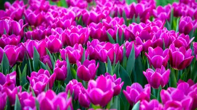 Тюльпаны под угрозой: казахстанцы бездумно срывают цветы, фото - Новости Zakon.kz от 06.04.2023 16:57