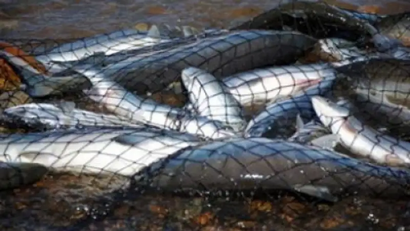 Жамбылским охотникам разрешили добыть 5,5 тыс. диких животных