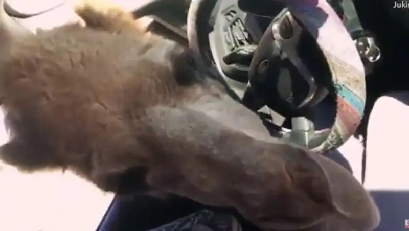 В США верблюд украл еду у туристок в сафари-парке