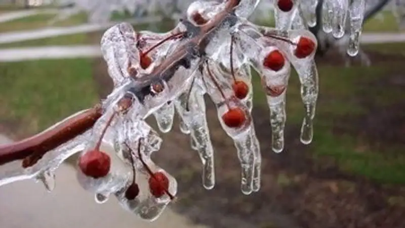 Заморозки ожидаются в СКО 9-10 мая, объявлено штормовое предупреждение