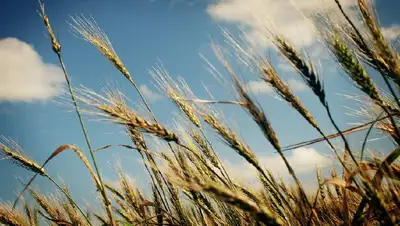 Казахстан, озимая пшеница, прогноз урожайности, Казгидромет, фото - Новости Zakon.kz от 20.06.2022 11:12
