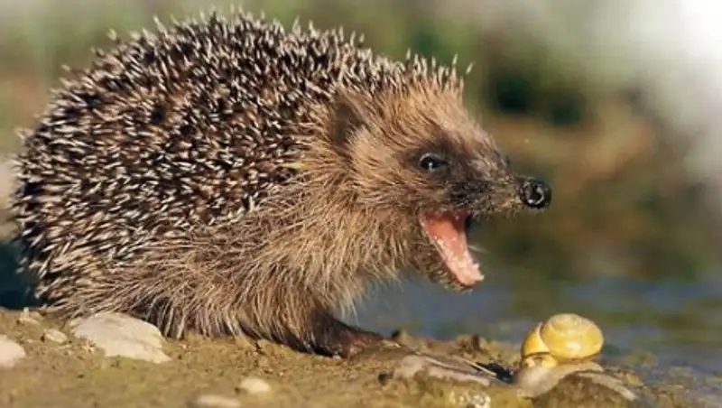 В Подмосковье появились сотни бешеных ежей