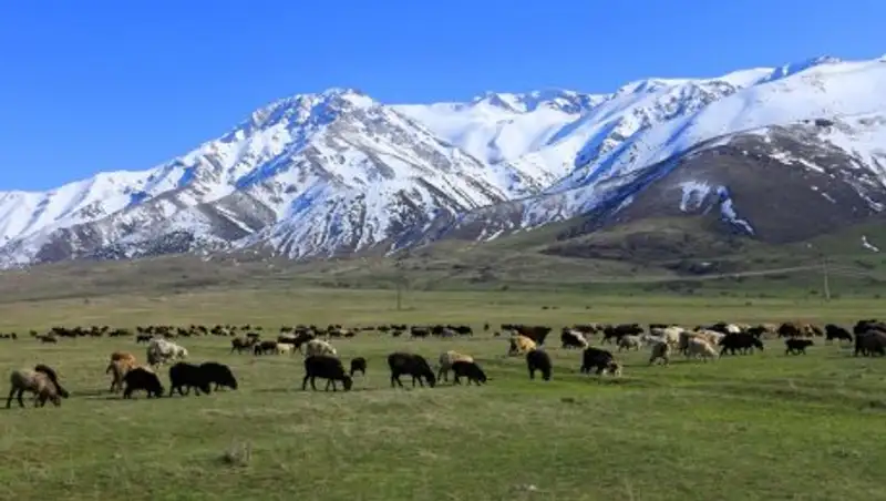 Законопроект о пастбищах одобрил Сенат