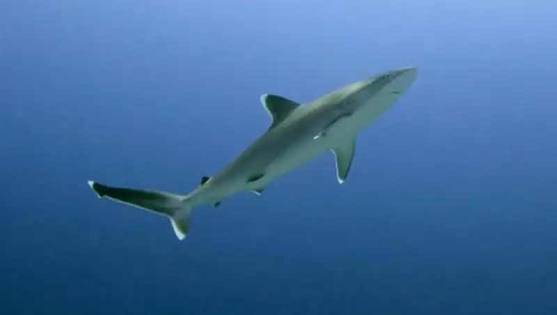 В Южной Каролине на человека напала акула