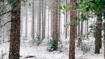 Pixabay, фото - Новости Zakon.kz от 02.12.2019 08:45