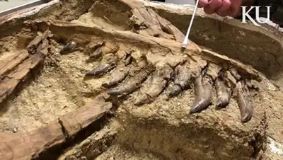 © Фото : David Burnham/KU Lawrence, фото - Новости Zakon.kz от 30.03.2018 16:03