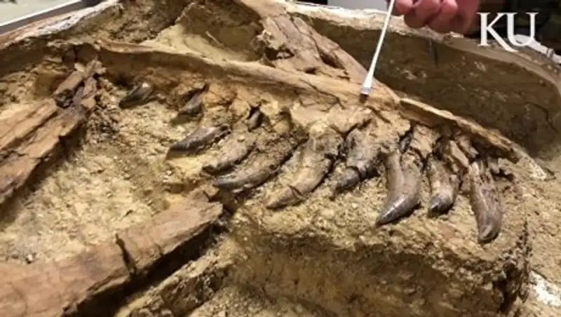 Палеонтологи нашли в США останки новорожденного детеныша тираннозавра