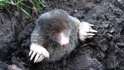 животное, фото - Новости Zakon.kz от 20.11.2021 21:47