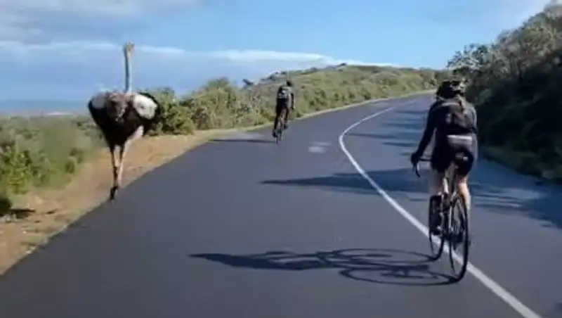 Страус принял участие в велогонке и едва не выиграл ее