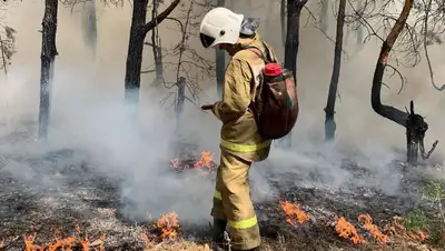 В МВД напомнили казахстанцам об ответственности за уничтожение лесов, фото - Новости Zakon.kz от 04.09.2022 17:41